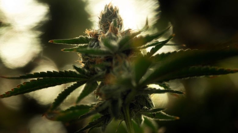 A flowering cannabis plant is seen at the Illicit Gardens production facility in Independence, Missouri, on March 18, 2023. - Missouri, a largely conservative Midwestern state, is the latest to legalize the recreational use of cannabis. The new regulation, approved by voters in a referendum in November, has sparked an economic boom for the "Show Me" state, fueled by thousands of pot smokers from the eight states on its edges, most of which have not legalized the drug. Across Missouri, cannabis sales in February -- when recreational use was legalized -- totaled $103 million, as compared with $37.2 million the month before, according to the state's health department. (Photo by Brendan Smialowski / AFP) (Photo by BRENDAN SMIALOWSKI/AFP via Getty Images)