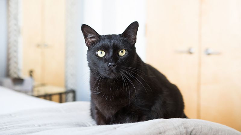 Cat wins Hamboney after folding up into a sofa bed