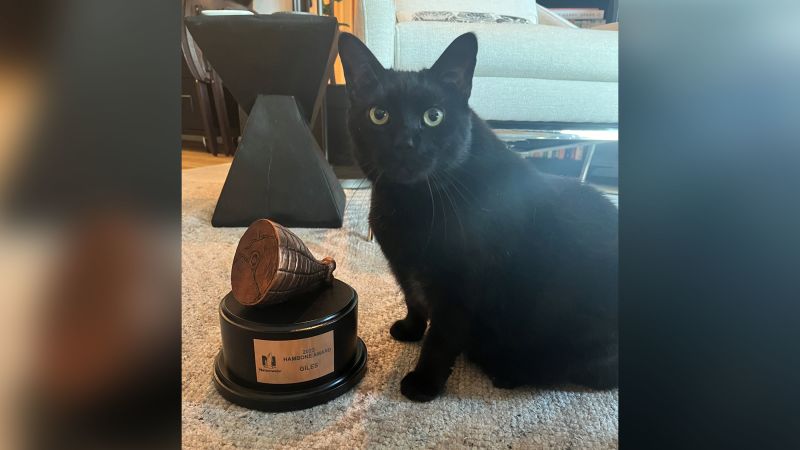 A cat wins Hambone Award after being folded in a sofa bed | CNN