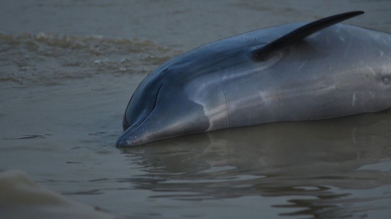 One of many dolphins found dead in Brazil amid Amazon River drought.