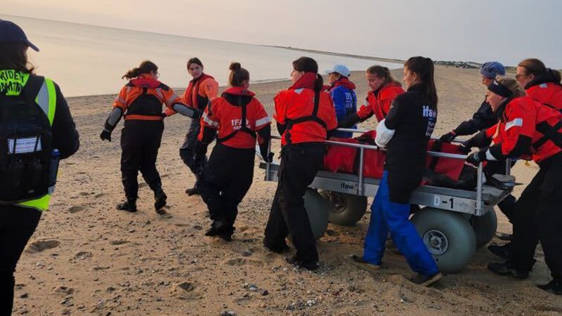 Експерти спасяват и освобождават 2 делфина в опасно плитки води край Кейп Код