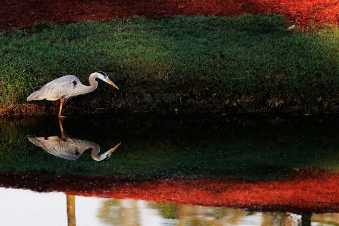 The array of wildlife there was one attraction for Burchell. The blue heron is a common species of bird in the area, joining bald eagles, cormorants, northern cardinals, ospreys and many more. 