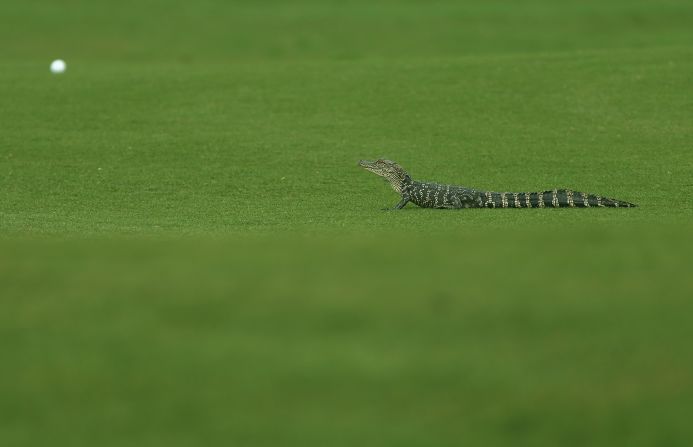 It wouldn't be Florida without the occasional alligator, a potential problem given the number of houses with outdoor pools - but Burchell says their presence is rarely felt. "If you go anywhere near them, within 30 feet, they jump in the water - they're very scared of us," she told CNN.  