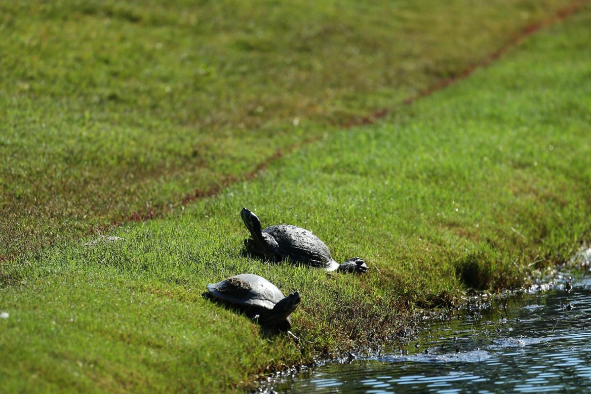 Turtles are also tenants in the community, frequently seen basking in the Florida sunshine along the myriad waterways. 