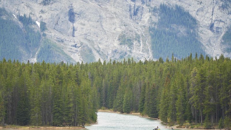 Attacco di un orso nel Parco Nazionale di Banff: due persone uccise in un sospetto attacco di un orso grizzly