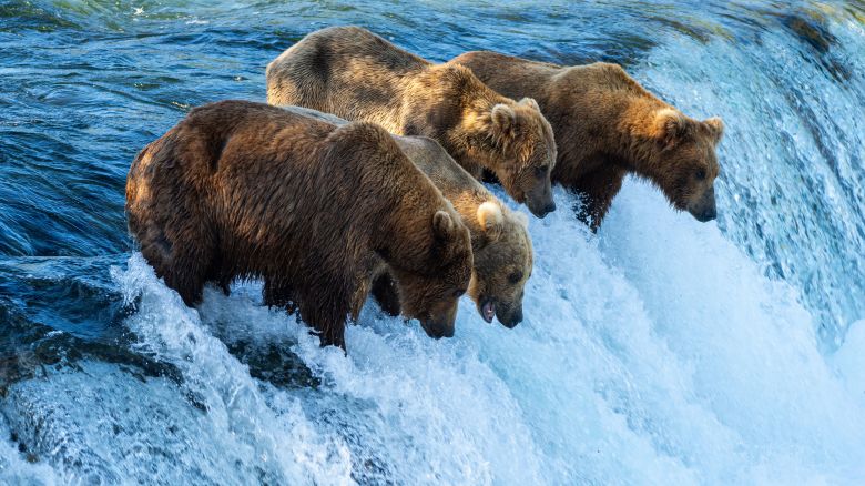 Bears line up at the falls on July 21, 2023. Courtesy N. Boak.