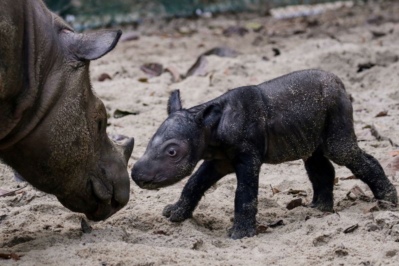 Sumatran Rhino Birth Offers Glimmer Of Hope For Species Almost Hunted ...