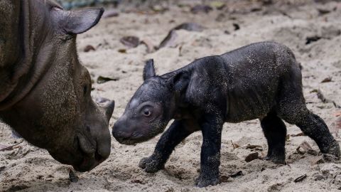 An endangered recently born female Sumatran rhinoceros is seen next to her mother, Ratu, at Sumatran Rhino Sanctuary of Kambas National Park, Lampung, Indonesia September 30, 2023, in this photo taken by Antara Foto. Antara Foto via REUTERS. ATTENTION EDITORS - THIS IMAGE HAS BEEN SUPPLIED BY A THIRD PARTY. MANDATORY CREDIT. INDONESIA OUT. NO COMMERCIAL OR EDITORIAL SALES IN INDONESIA.     TPX IMAGES OF THE DAY     