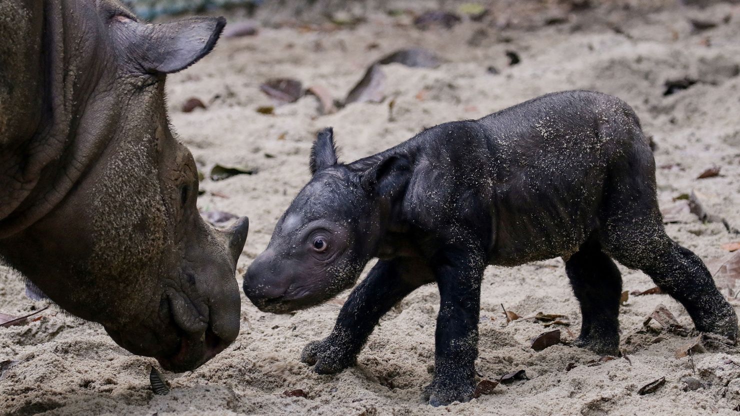 The female Sumatran rhinoceros is seen next to her mother, Ratu, at Sumatran Rhino Sanctuary, Indonesia September 30, 2023.