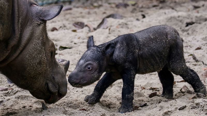 Теленце от критично застрашен суматрански носорог се роди в национален