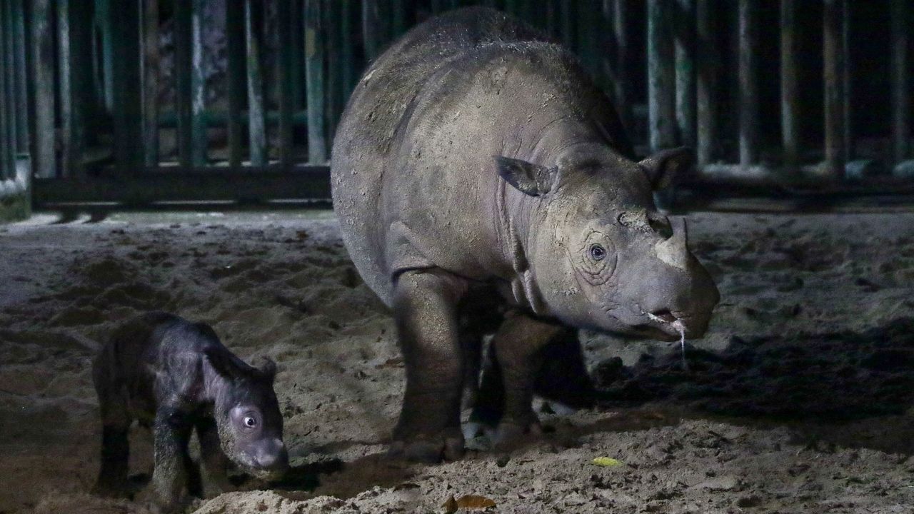 Застрашено женско теле от суматрански носорог върви до майка си в убежището за суматрански носорог в Национален парк Камбас, Лампунг, Индонезия, 30 септември.