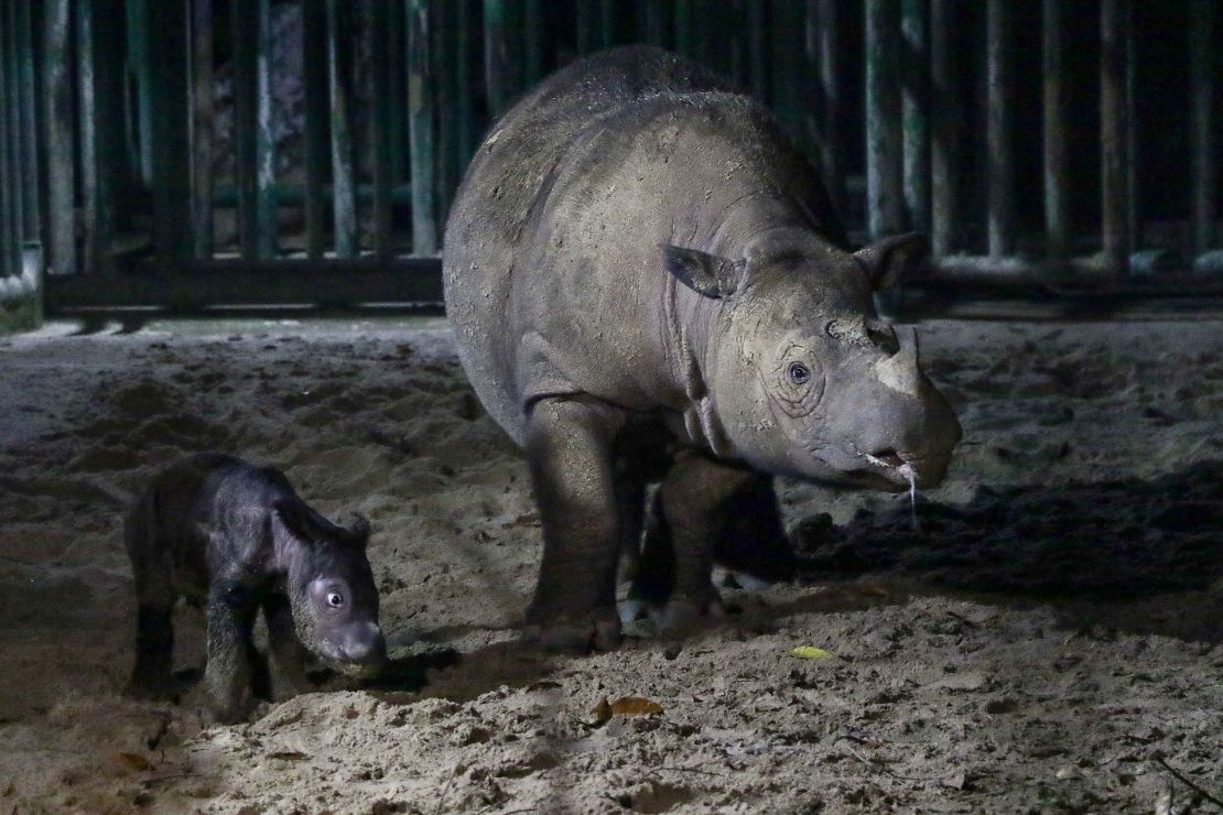 An endangered female Sumatran rhino calf walks next to her mother at the Sumatran Rhino Sanctuary of Kambas National Park, Lampung, Indonesia on September 30.