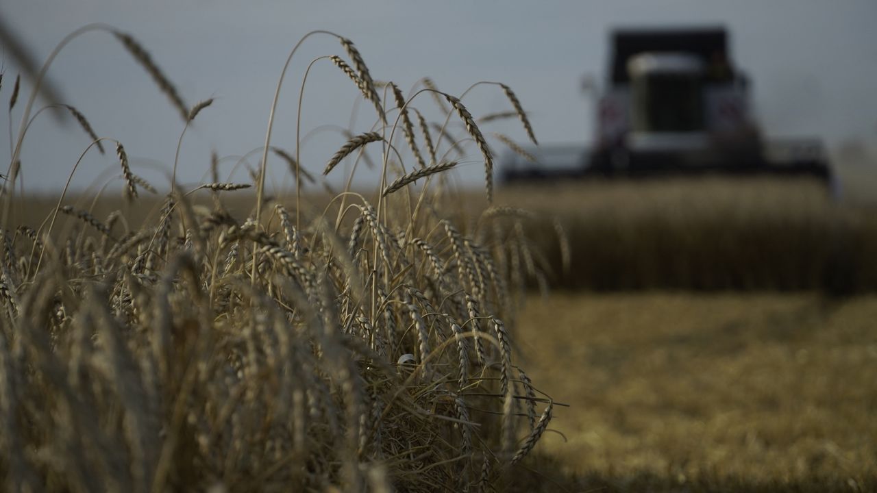 Farmers harvest wheat in the settlement of Nedvigovka in southern Russia in July. 