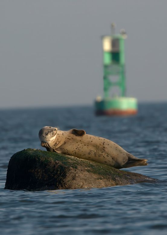 <strong>"Living the Moment": </strong>This Staten Island seal is much more laid-back, just chilling in the sun in this photo taken by Kawing Chiu. 