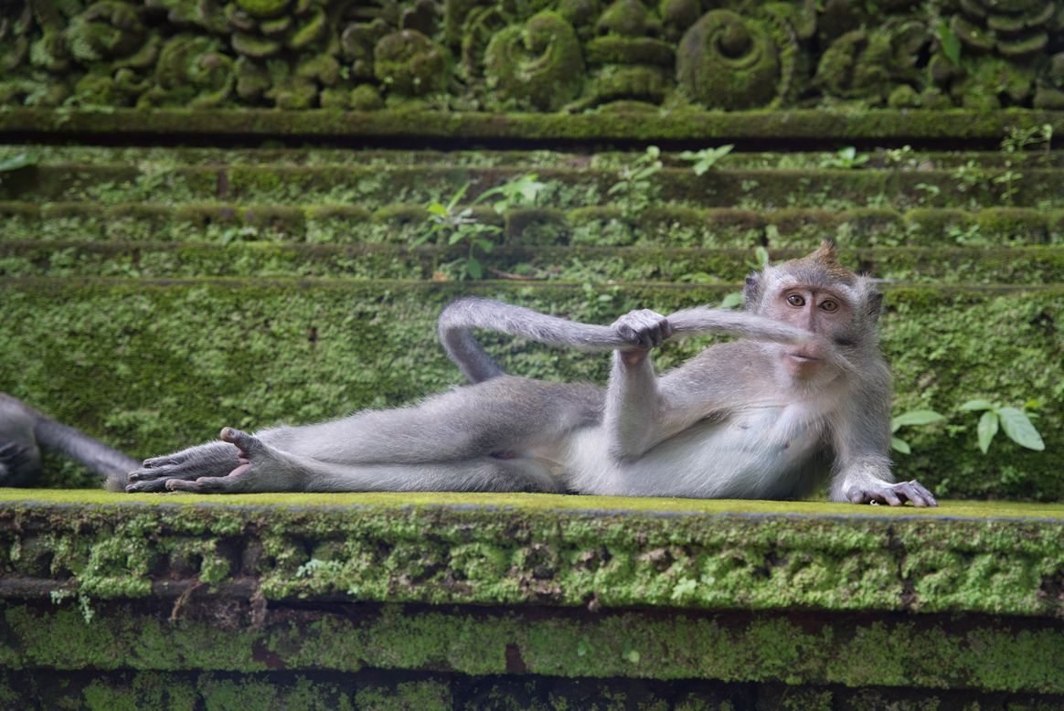 <strong>"The Rainforest Dandy": </strong>This louche monkey, playfully making a mustache of his tail, was photographed by Belgian photographer Delphine Casimir in Ubud Monkey Forest in Bali. 