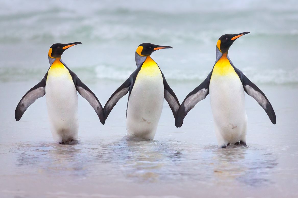<strong>"Fellowship": </strong>These three King Penguins were spotted holding hands in the Falkland Islands (which Argentina calls Las Malvinas) by photographer Dario Podesta. 