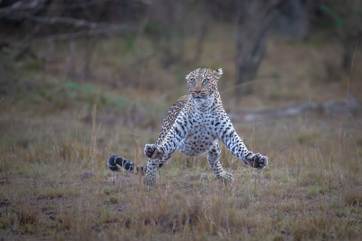 <strong>"Air Apparent":</strong> British photographer Paul Goldstein was in Kenya's Maasai Mara when he saw this leopard, whose frustration at having recently been pursued by cheetahs is all too apparent. 