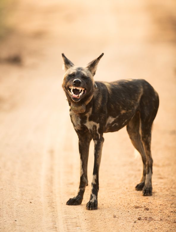 <strong>"What Nice Teeth You Have":</strong> This African wild dog, also known as a painted wolf, was photographed by Henry Keepin in South Africa's Kruger National Park. 