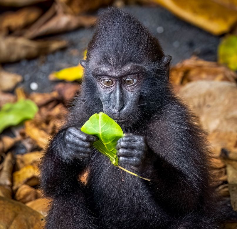<strong>Sulawesi crested macaque:</strong> This macaque on the Indonesian island of Sulawesi appears deeply engrossed in a leaf. 