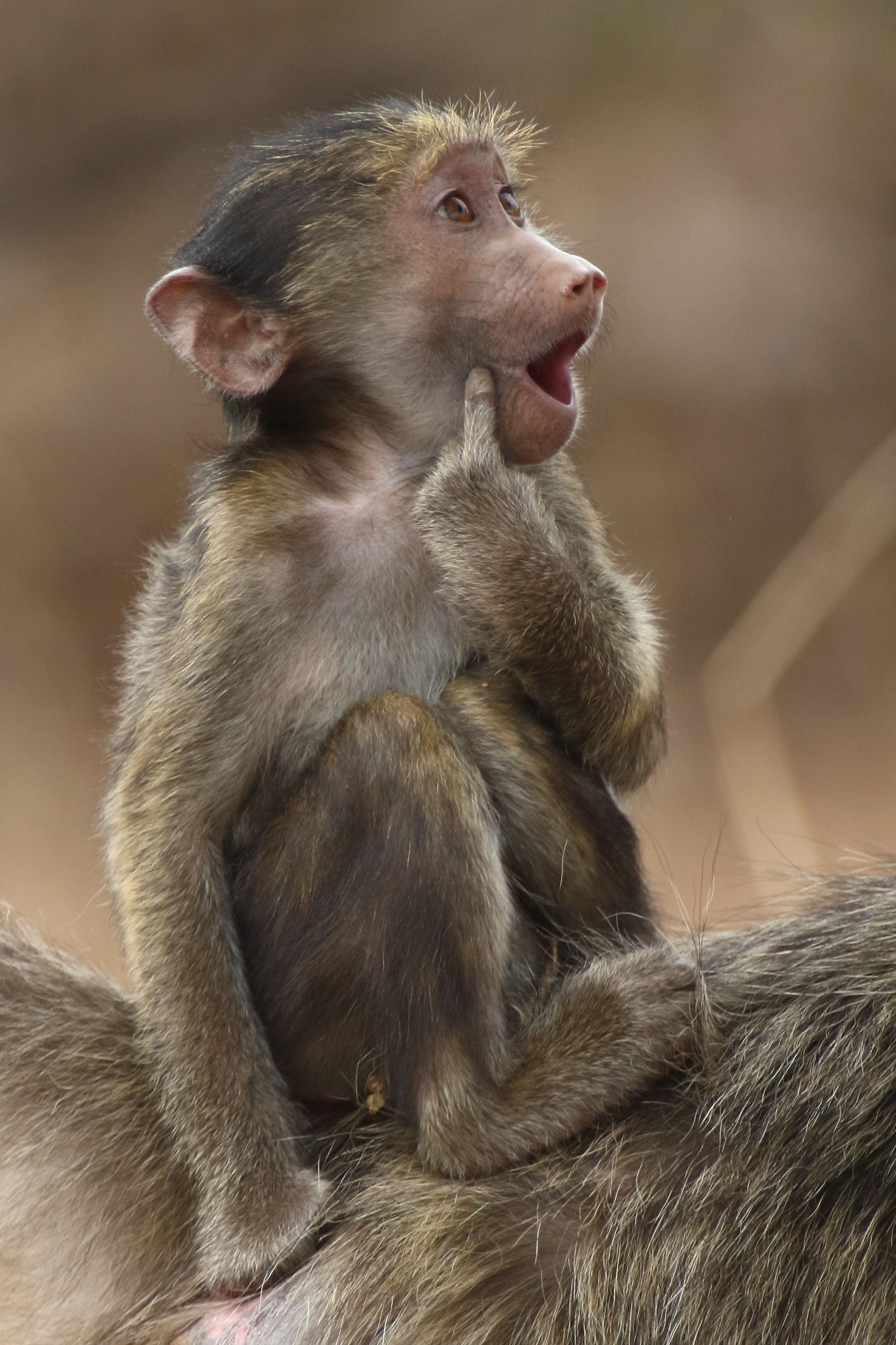 Comedy Wildlife photo finalists taking votes for funniest animal image