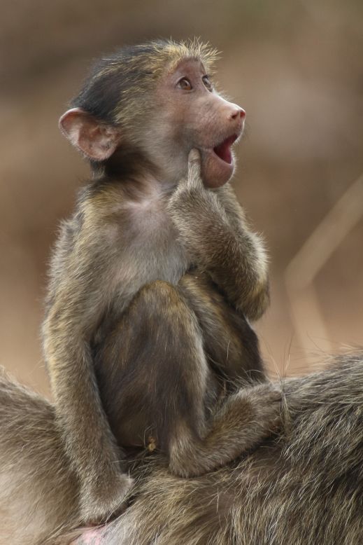 <strong>"Just a Kiss": </strong>This young chacma baboon seems fully aware just how kissable it is in this picture taken by Brigitte Alcalay Marcon of France in Kruger National Park in South Africa.