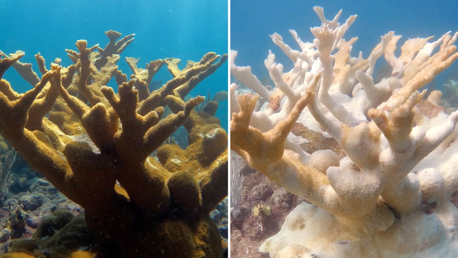 Elkhorn coral is seen in two images, the one on the left from August 2022 and the one on the right during a severe marine heat wave in August 2023, near Key Largo, Florida. 