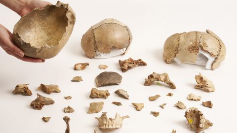  Researchers had previously found gnawed bones and human skulls that had been modified into skull cups at Gough's Cave site in south-eastern England.