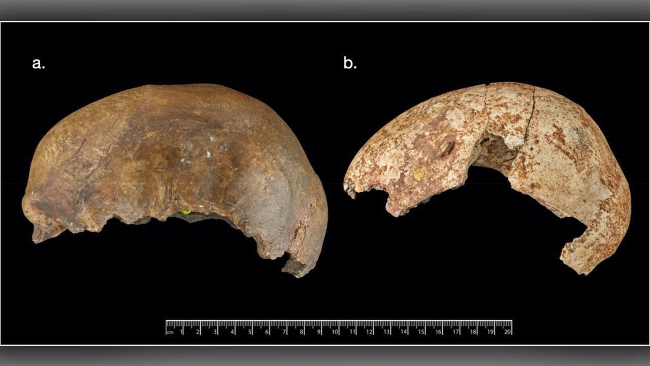 Human remains with chewing marks, skull bones with cutmarks and bones purposefully broken in a pattern associated with the extraction of bone marrow for nutrients were suggestive of cannibalism.