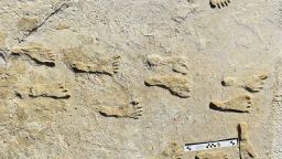 New research confirms age of ancient footprints