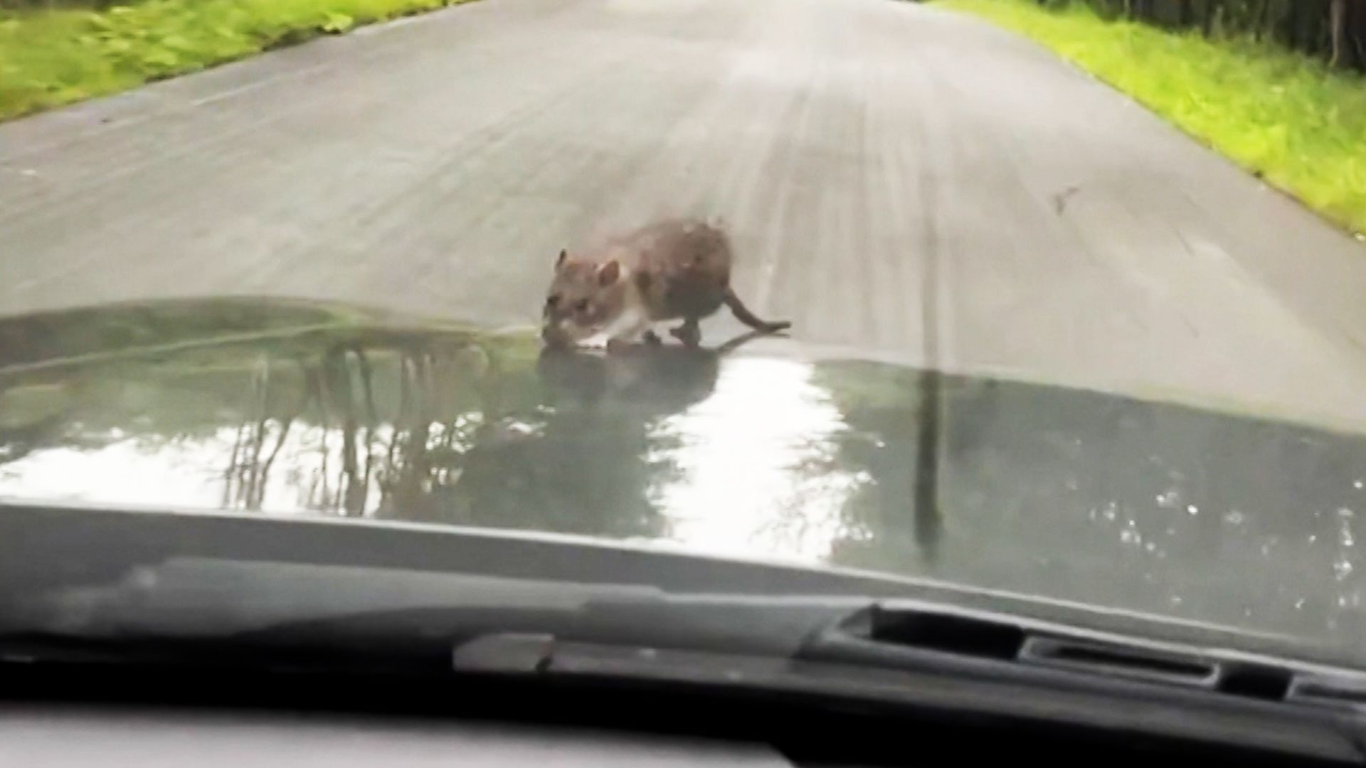 We Caught A Huge Rat & 54 Mice- New Never Seen Before Footage