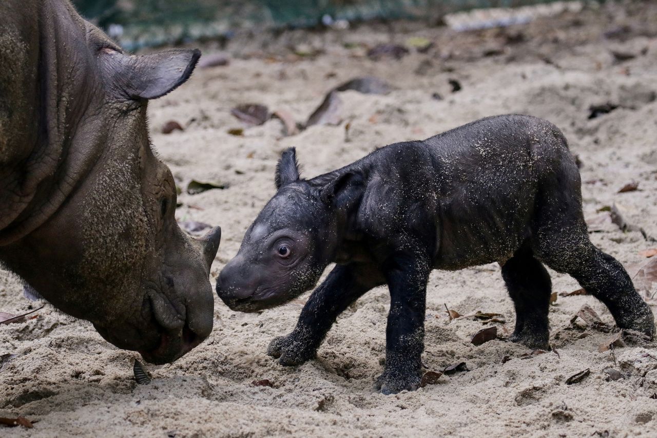 A Sumatran rhinoceros calf is seen next to her mother, Ratu, at the Sumatran Rhino Sanctuary in Indonesia's Kambas National Park on Saturday, September 30. Sumatran rhinos were once found in great numbers across Southeast Asia, but fewer than 80 remain in fragmented areas across Indonesia, according to the International Rhino Foundation. <a href="https://www.cnn.com/2023/10/03/asia/indonesia-new-sumatran-rhino-baby-intl-hnk/index.html" target="_blank">The calf's birth</a> represents hope for a species threatened with extinction due to illegal poaching and habitat loss.