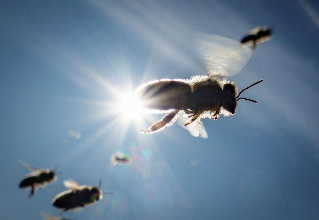 Bees return to their hive in Frankfurt, Germany, on Sunday, October 1.