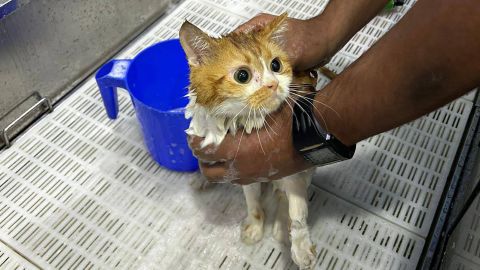 A cat is given a wash after more than 140 others were found dumped in a desert lot in Abu Dhabi, UAE. 