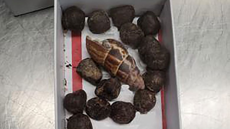 U.S. Customs and Border Protection (CBP) agriculture specialists at Minneapolis -- Saint Paul International Airport (MSP) inspected a small box containing giraffe fecal material.