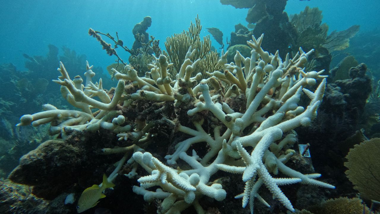 Les scientifiques sont prudemment optimistes quant à la possibilité de récupérer une partie du corail.