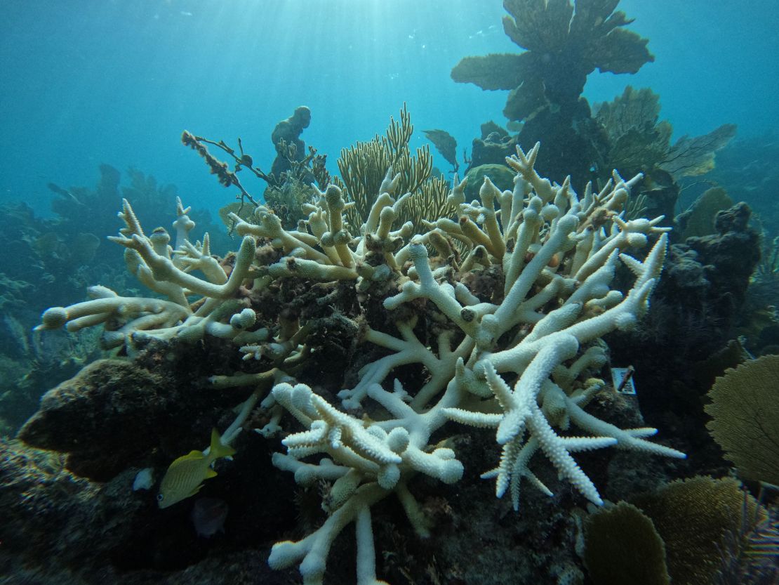 Extreme heat might have been the 'nail in the coffin' for these critical Florida  coral