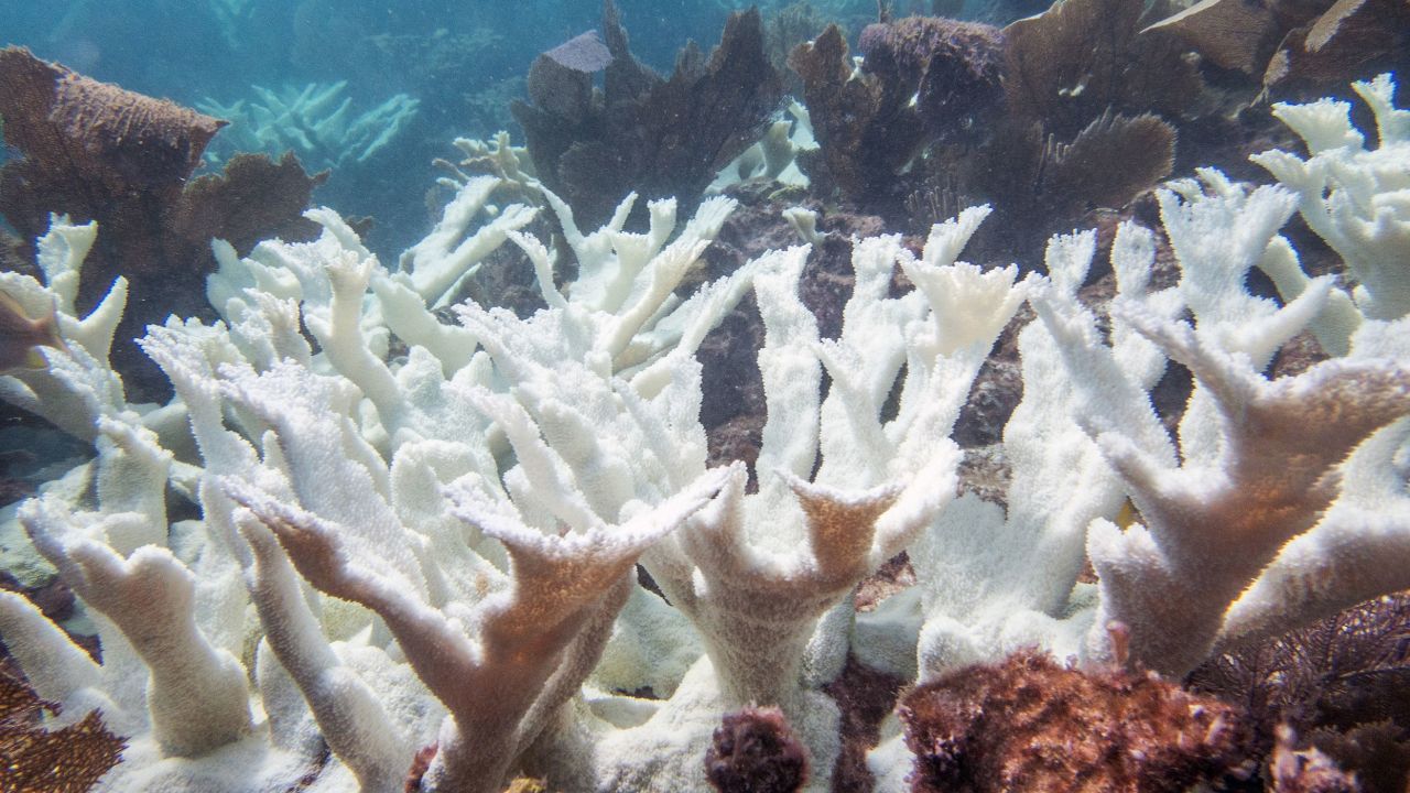 Le corail Elkhorn était autrefois répandu autour de la Floride.