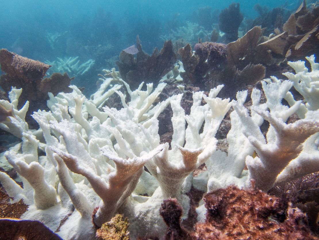 Elkhorn coral used to be widespread around Florida.