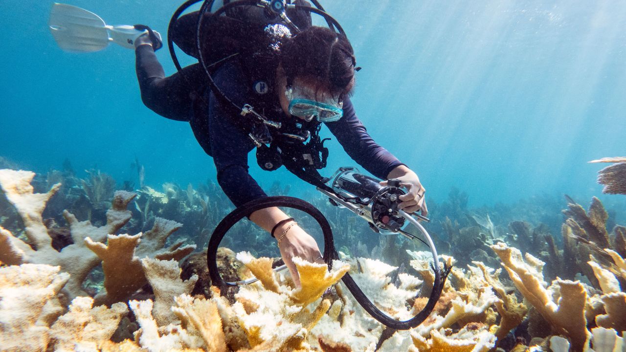 A scientist examines coral off the coast of Florida in early October.
