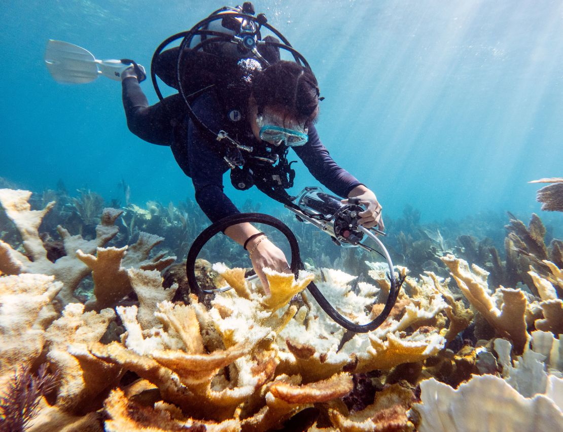 A scientist examines coral off the coast of Florida in early October.