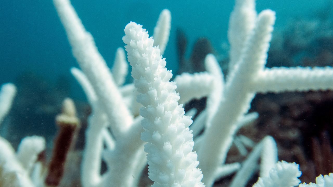 Les coraux Staghorn sont blanchis près de Key Largo.  Lorsque les coraux sont stressés, ils expulsent leur source de nourriture algale et meurent lentement de faim.