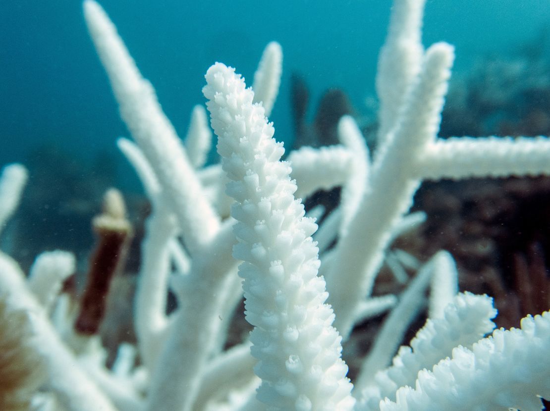 Staghorn coral are bleached near Key Largo. When coral are stressed, they expel their algal food source and slowly starve to death.