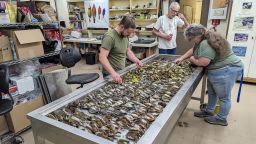 Работници в Chicago Field Museum инспектират телата на мигриращи птици, които са били убити, когато са влетели в прозорците на McCormick Place Lakeside Center.