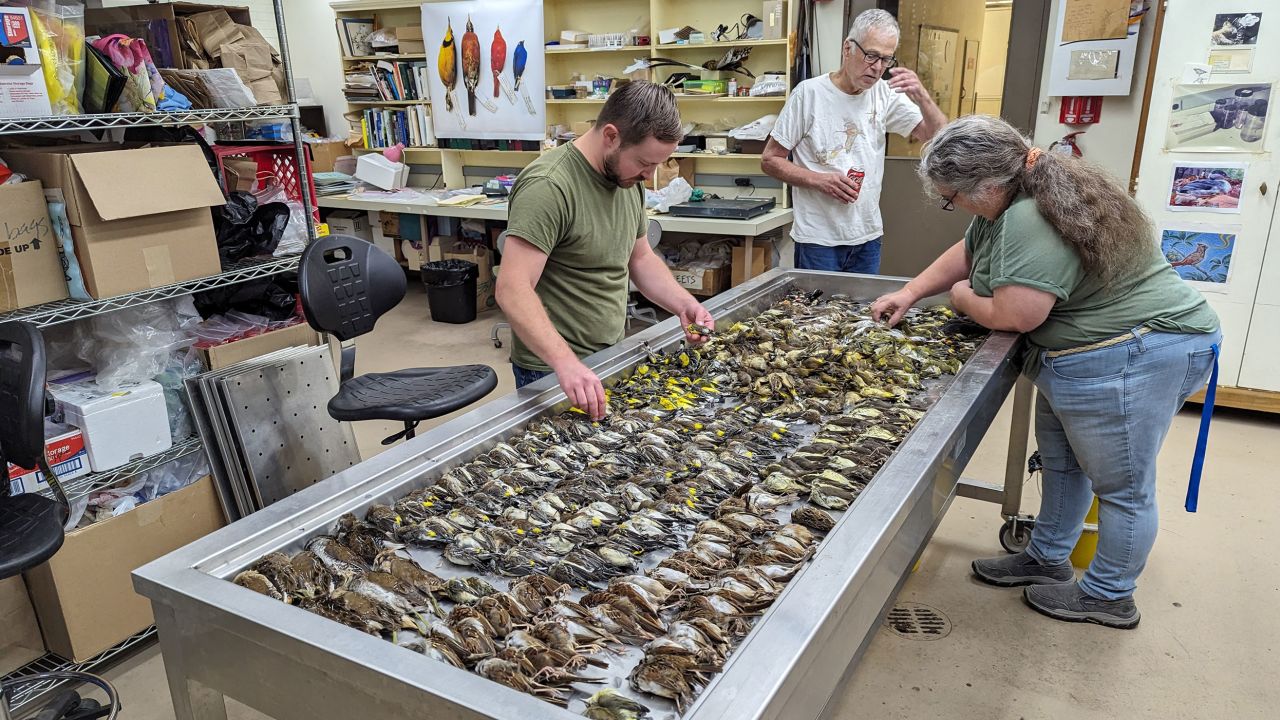 Workers at the Chicago Field Museum inspect the bodies of migrating birds that were killed when they flew into the windows of the McCormick Place Lakeside Center.