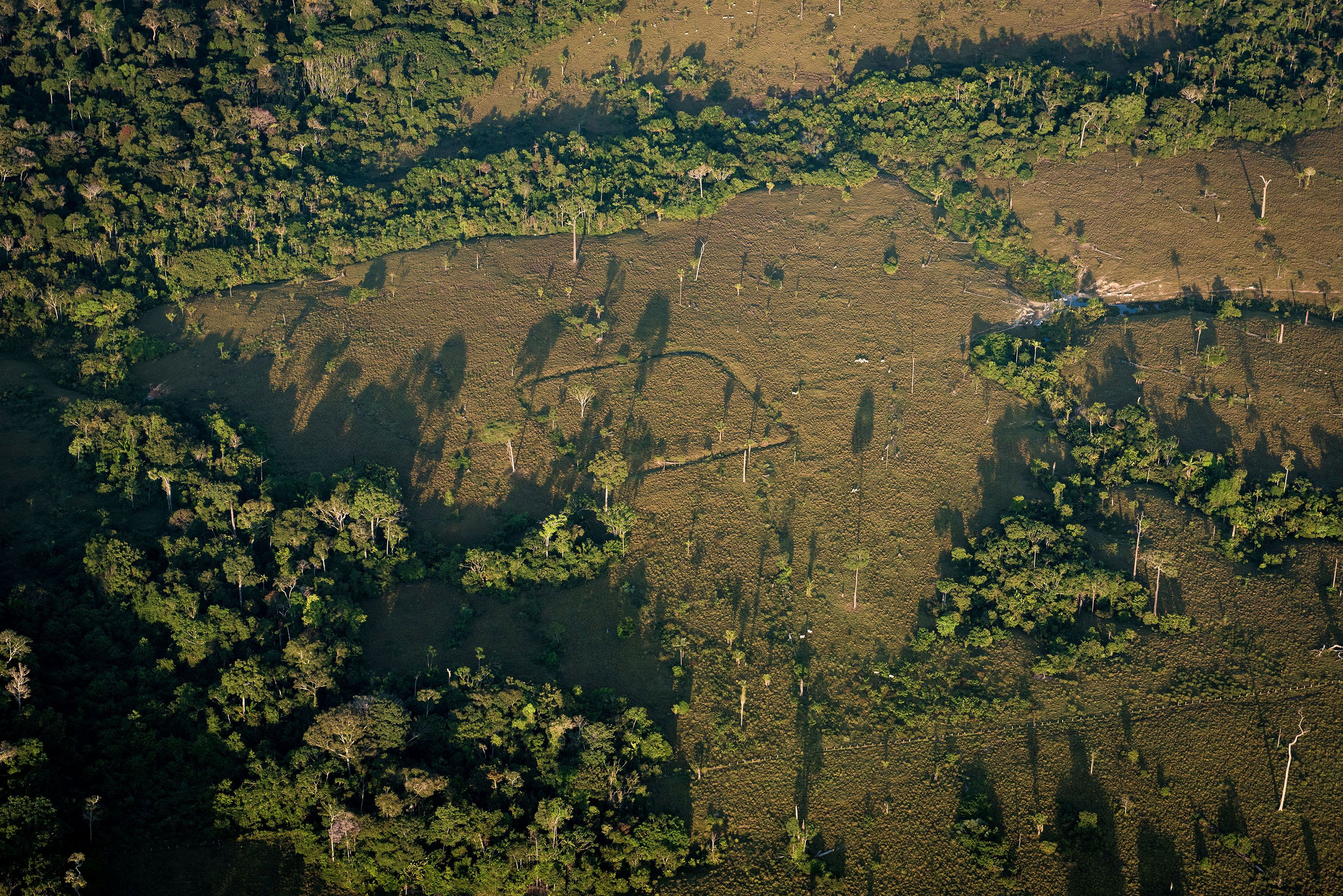 The Supposedly Pristine, Untouched  Rainforest Was Actually Shaped By  Humans, Science