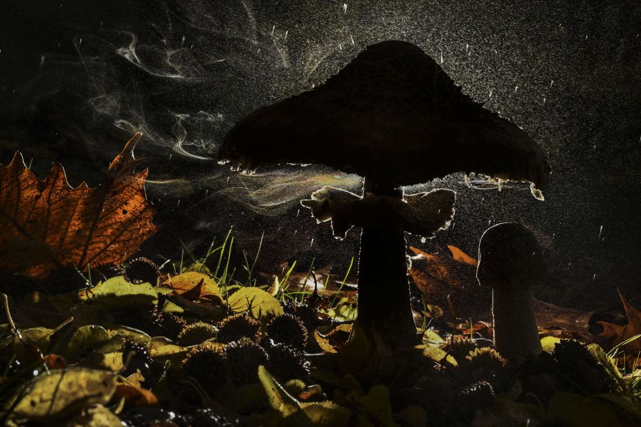 A parasol mushroom is photographed releasing its spores in the forest. Taken by Agorastos Papatsanis in Mount Olympus, Greece.