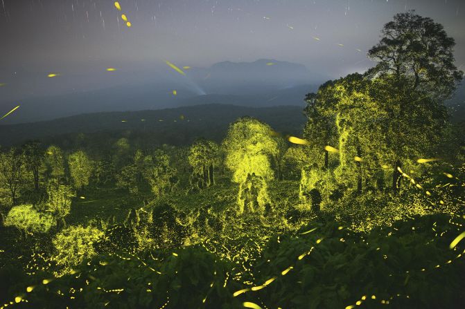 Using multiple exposures, Sriram Murali showcases a forest illuminated with fireflies at the Anamalai Tiger Reserve, Tamil Nadu, India.