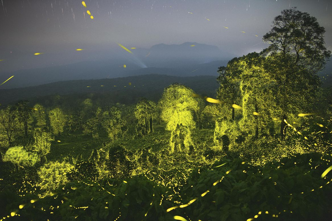 Using multiple exposures, Sriram Murali showcases a forest illuminated with fireflies at the Anamalai Tiger Reserve, Tamil Nadu, India.