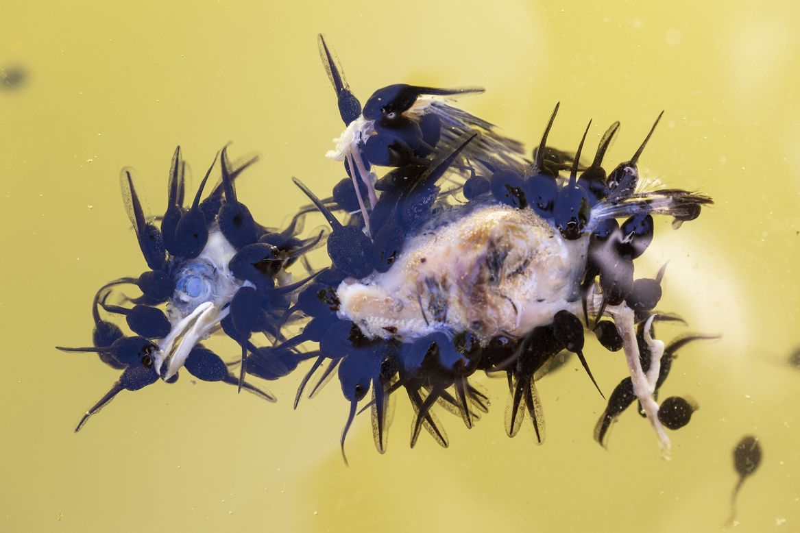 A newly fledged sparrow that fell into a pond and drowned provides a hearty feast for tadpoles. Juan Jesús Gonzalez Ahumada captured the image in Ojén, Málaga, Spain. 