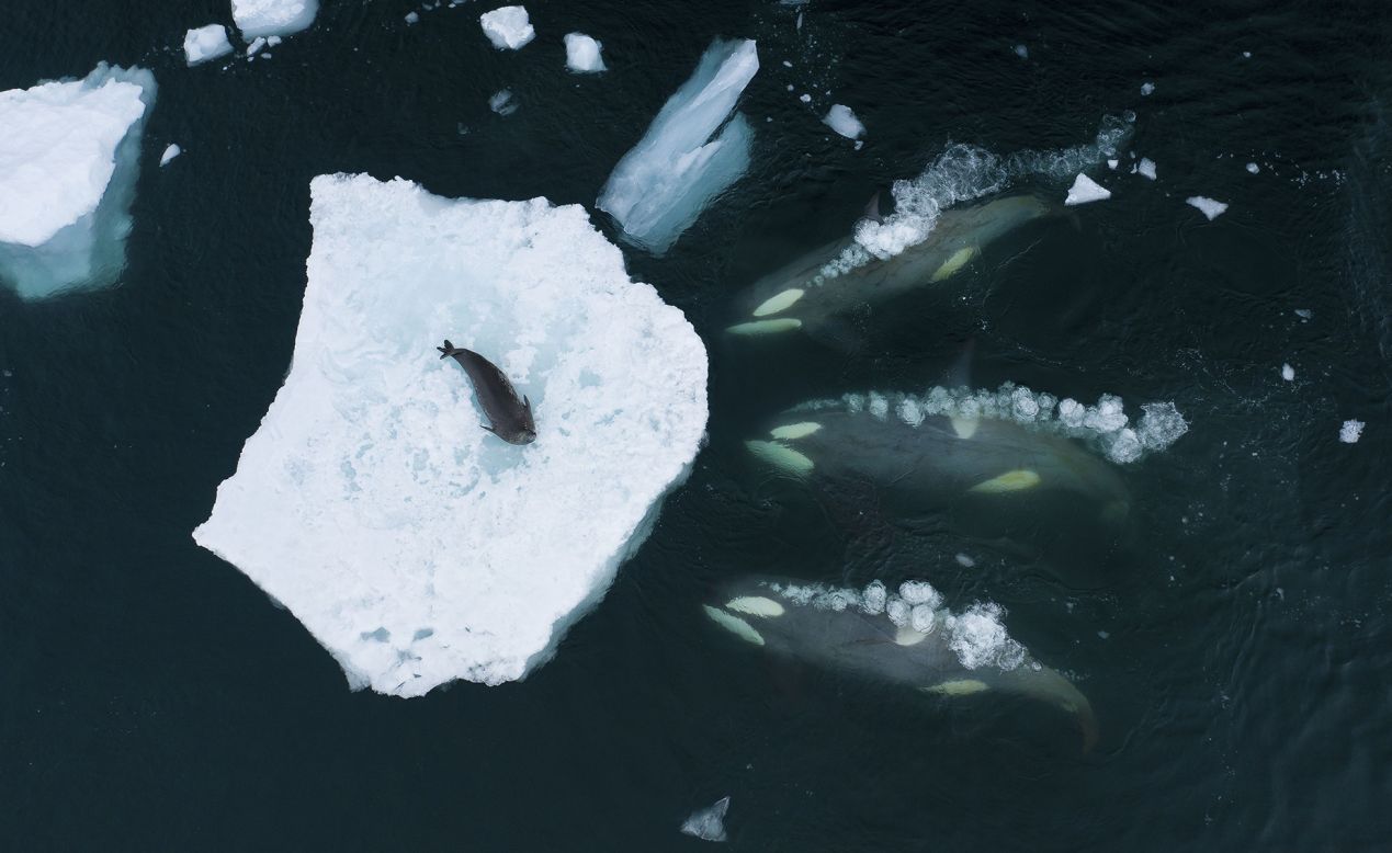Using a drone, Bertie Gregory tracked a pod of orcas as they prepared to attack a Weddell seal in Antarctica. 